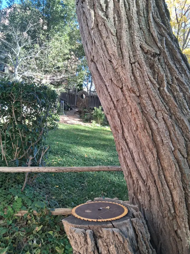 Black Locust Hardwood Trees | Free Stuff | Oshawa / Durham Region ...