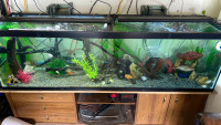 Looking for unwanted or fish for sale !!!!!!