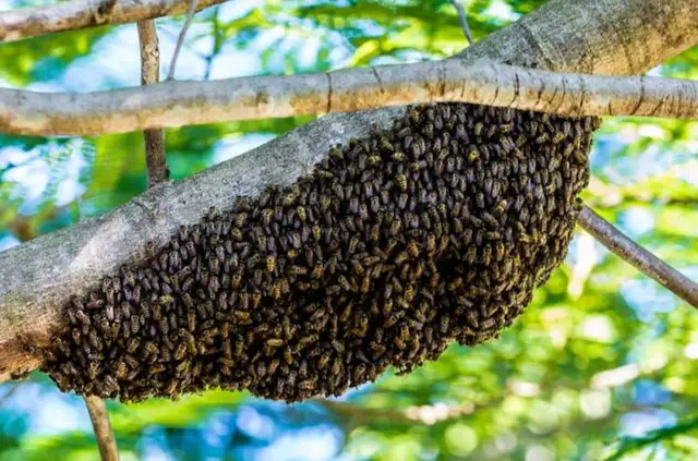 Honey Bee Swarm Removal Services in Equestrian & Livestock Accessories in Winnipeg - Image 5