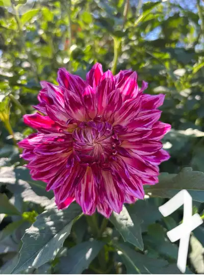 Dahlias – Potted with growth, View more