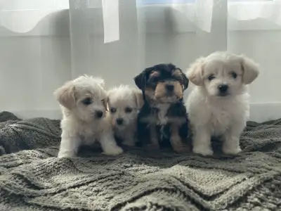 Yorkie Bichon Puppies, View more