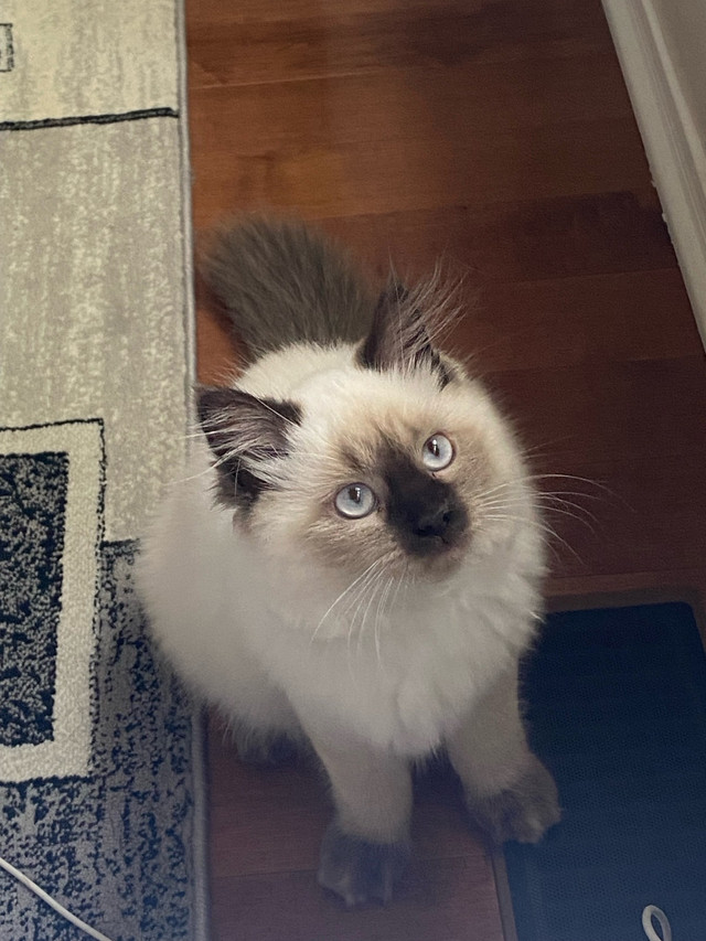 Himalayan Kitten for Sale – Fluffy & Beautiful! in Cats & Kittens for Rehoming in Ottawa - Image 4