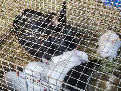 Young New Zealand Meat rabbits. Prices start at $20 each. Pick up in Commanda. Possible delivery ava...