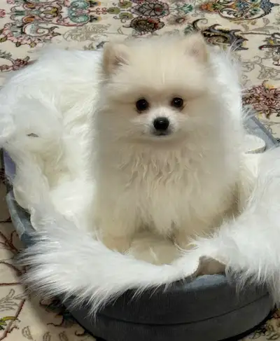 Male Purebred Pomeranian – 1 Year, Friendly & Loving” , View more