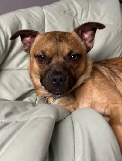Nugget UREGENTLY needs a home!, View more