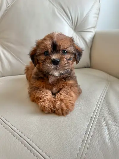 Shorkie puppies!! (Shih Tzu/Yorkie), View more