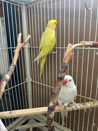 2 Indian Ring Neck birds including cage 