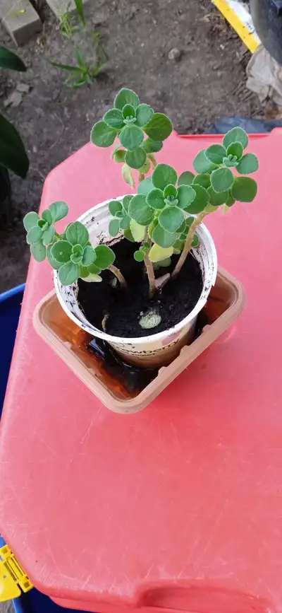 Cuban Oregano plant, View more