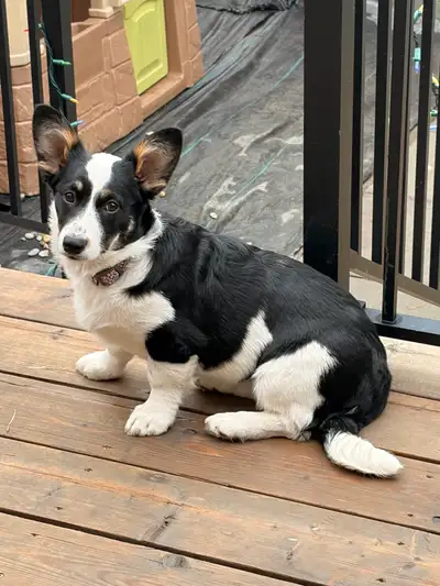 Corgi cross puppy looking for a forever home, View more