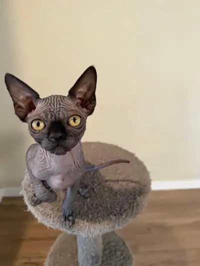 ❤️Adorable Sphynx Kitten for Rehoming  ❤️, View more