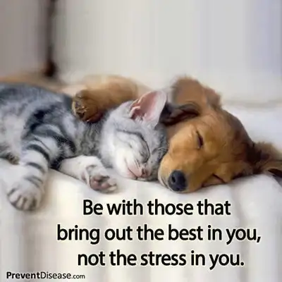 Dog care, walks, runs....pet taxi...cats?, View more