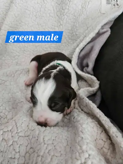 Update.. just 2 pups left looking fir homes, pups are 2 .5 weeks old and just opened eyes abd are wo...