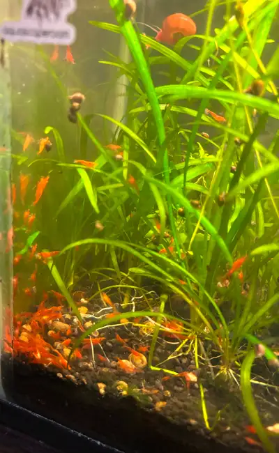 Fire Red Neocaridina Shrimps, View more