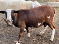 Katahdin Ram 