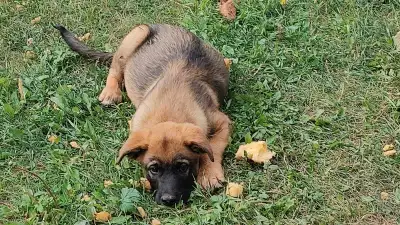 Last puppy! Make an offer, need to find homes!!, View more