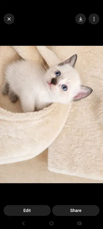 BLUE EYES SIAMESE READY 2 GO!!!, View more