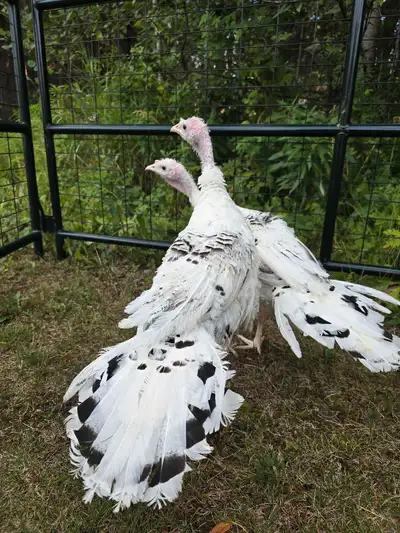 Turkeys Royal Palm, View more