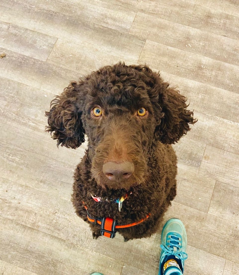 Female Standard Poodle Available Dogs & Puppies for Rehoming