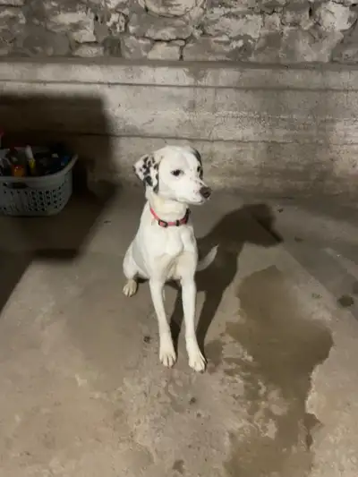 Chien Dalmatienne, View more