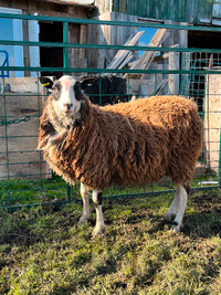 Purebred Finn sheep rams