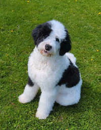 Trained Standard Bernedoodle puppy
