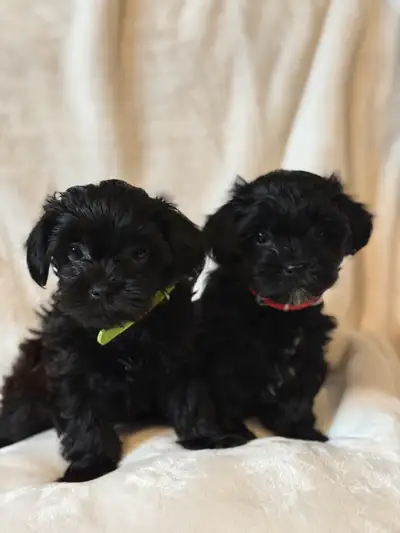 We have a litter of beautiful Shorkie Poos available to go to their forever homes. They are hypoalle...