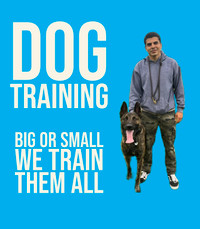 K9Kulture Dog Training - Masters of Canine Obedience