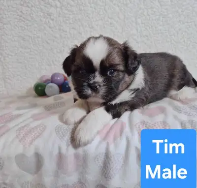 Shih tzu puppies (please read the ad) , View more