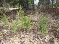 White Spruce tree seedlings