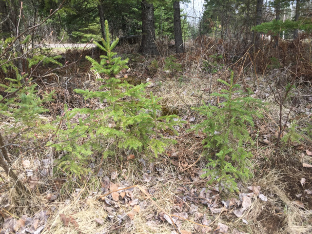 White Spruce tree seedlings in Plants, Fertilizer & Soil in Thunder Bay