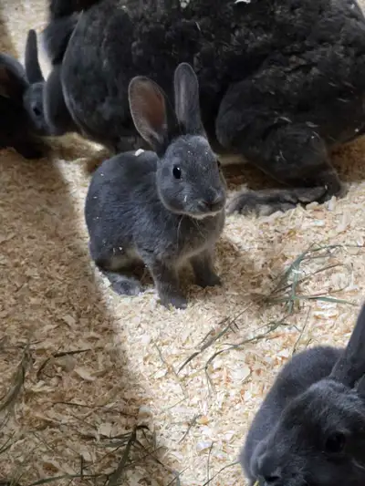 Rex rabbits , View more