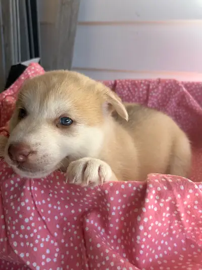 chiots husky , View more