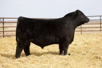 Angus and Simmental Bulls for Sale