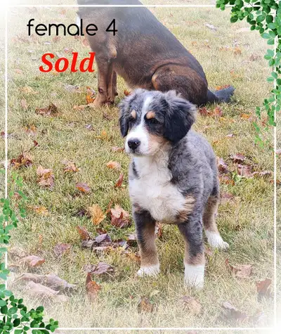 Thankyou to all who have reached out! Puppies have all found a good home! Through no fault of her ow...