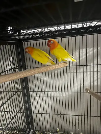 These two beautiful, Lutino Fischer Lovebirds are vibrant, healthy, and ready for their new home. Th...
