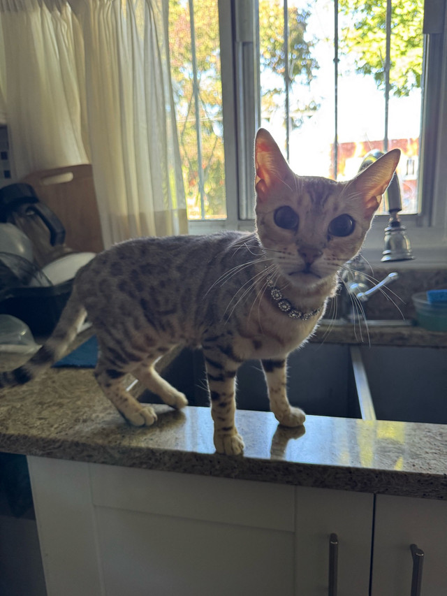Belle chatte Bengal à vendre dans Chats et chatons à adopter  à Ville de Montréal - Image 2