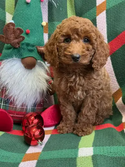 Mini Cockapoo puppies, View more