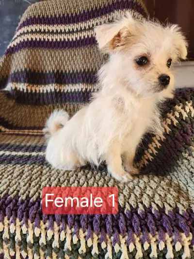 Precious Malchi pups - only 2 left!, View more