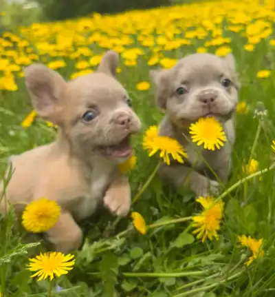 Pet Price $3500 on a non breeding contract. Full Rights $4500 2 females 1 male left DON’T ASK IF THE...