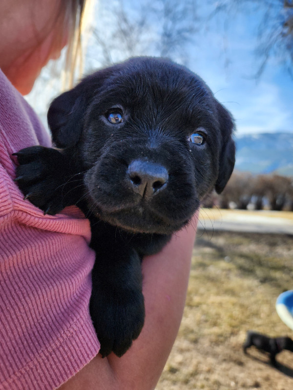 Black Labrador Retreiver Puppies. ONLY 1 MORE! READY TO GO! ! Dogs