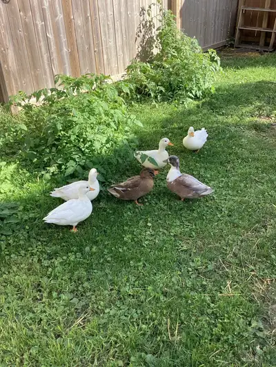 4 very chill white call duck drakes., View more