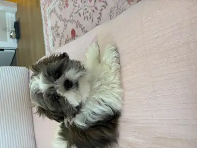 Shih Tzu puppy, View more