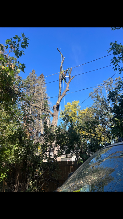 Arborist and tree climbing service, View more