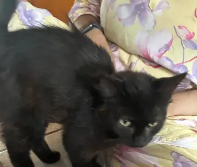 kitten for sale FREE, View more