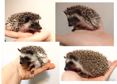 ♥Baby girl hedgehogs! 1 cinnamon and 3 salt & pepper snowflake, View more