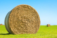 Quality 4X5 hardcore dry hay for sale