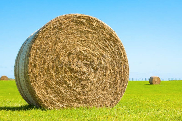 Quality 4X5 hardcore dry hay for sale in Livestock in Peterborough