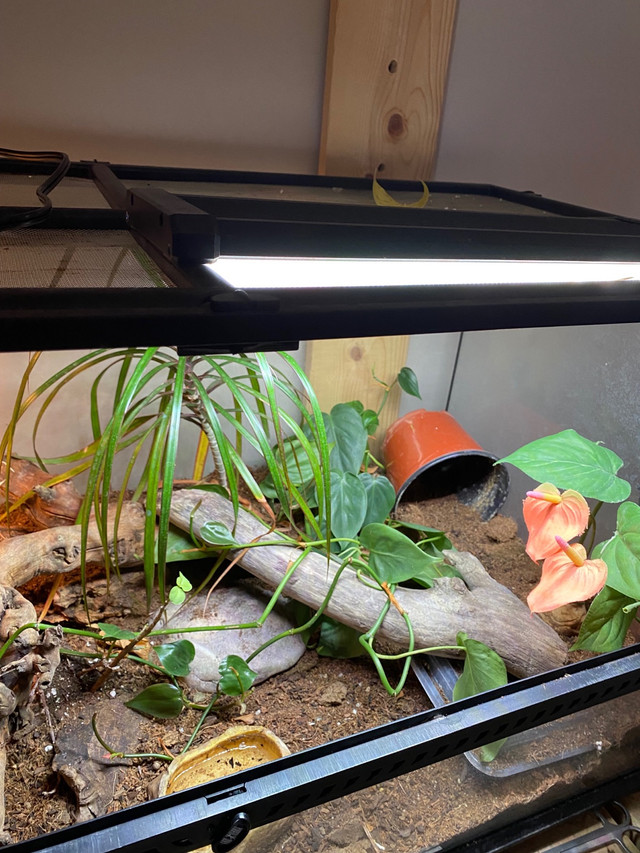 Leopard gecko with terrarium and stand  in Reptiles & Amphibians for Rehoming in Calgary - Image 2