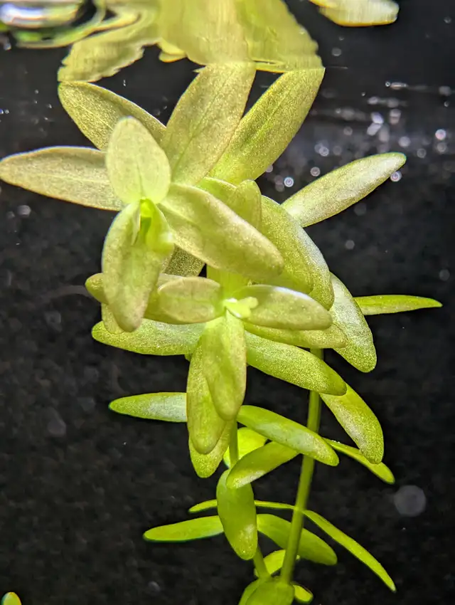 Bacopa Caroliniana – Aquarium Plant in Fish for Rehoming in Brantford - Image 3