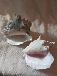 Good Condition! Beautiful Set of 2 Queen (Pink) Conchs Seashells